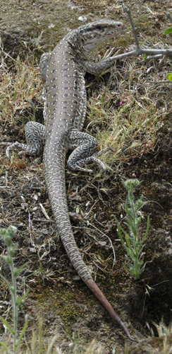 Iguana en Quebrada de La Plata. Fotografía de Pablo A. González Gutiérrez.