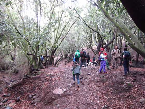 Bosque de Peumos en Quebrada de La Plata, 29 de junio de 2013. Fotografía de David Briones.