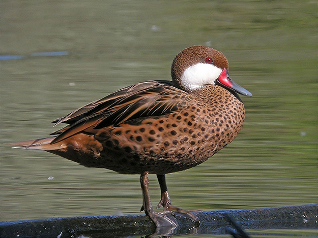 Pato-gargantillo