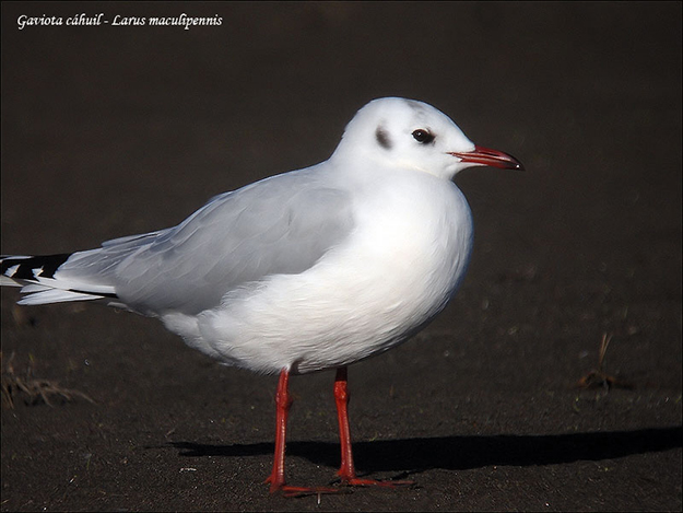 gaviota-cahuil