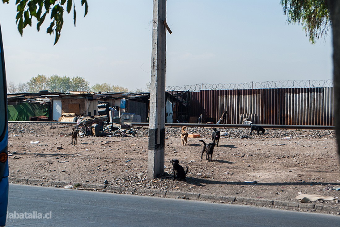 No solo la basura y los campamentos son lo que cobija la línea del tren, los perros callejeros o a medio cuidado de las familias que viven ahí, es una escena reiterativa.