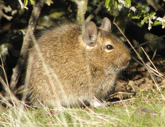 Degú en Quebrada de La Plata. Fotografía de Pablo A. González Gutiérrez.