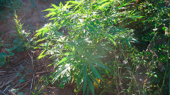 Foto: (CC) http://www.flickr.com/photos/medihuana/