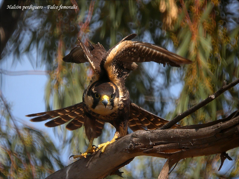 HalcónPerdiguero2