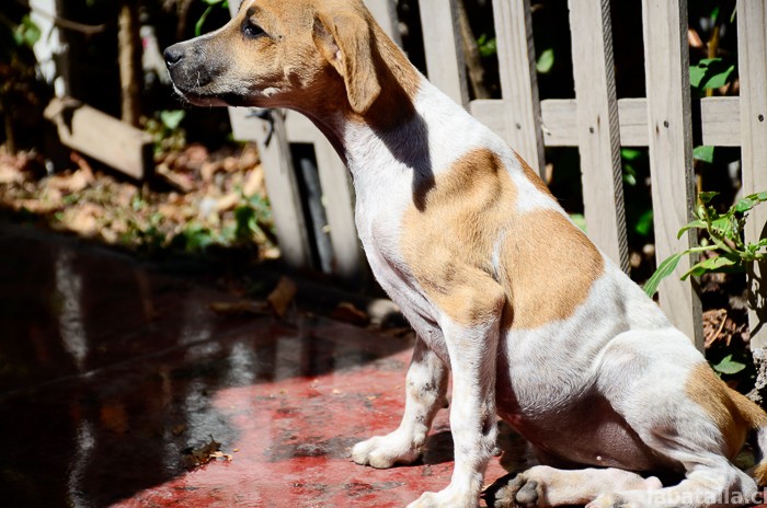 20032016-perritos (11)