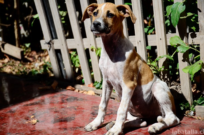 20032016-perritos (12)