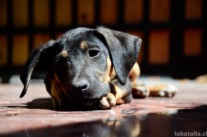 20032016-perritos (2)