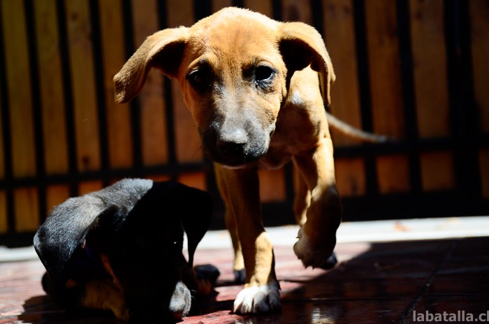 20032016-perritos (3)