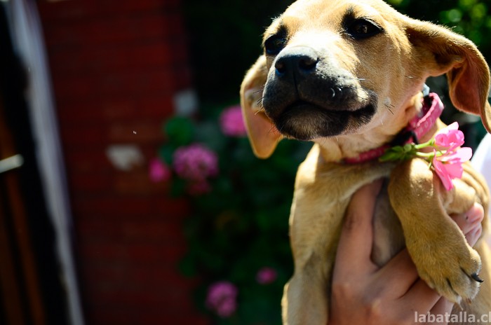 20032016-perritos (4)