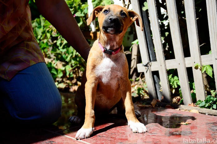 20032016-perritos (6)