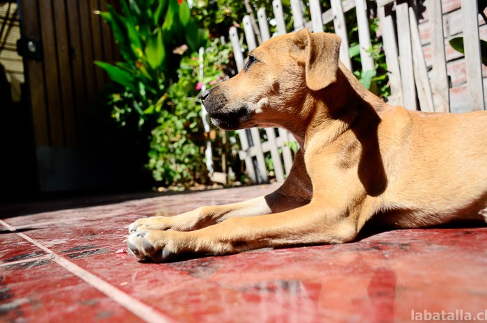 20032016-perritos (7)