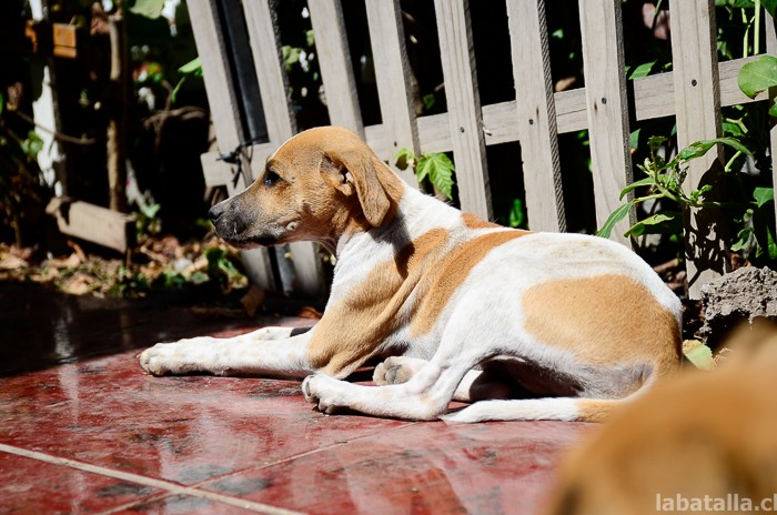 20032016-perritos (8)