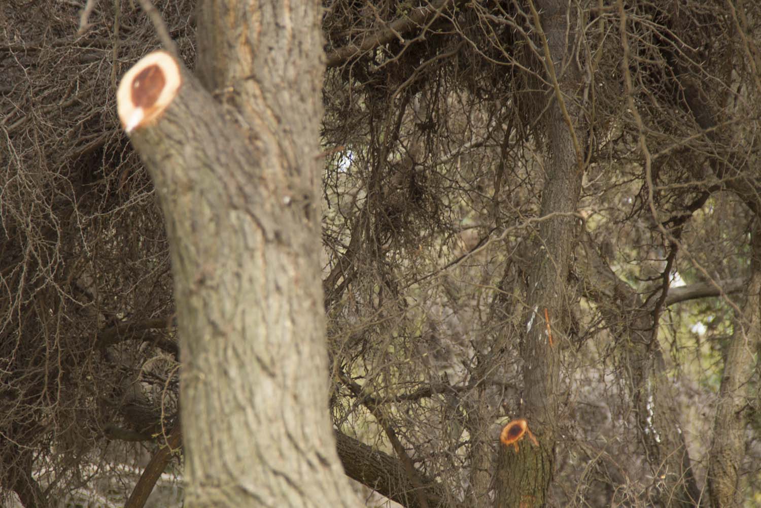 Cerro Primo de Rivera (6)