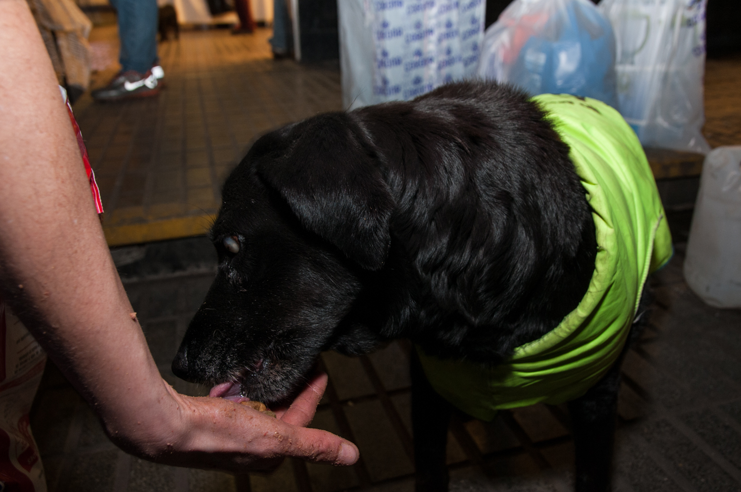 perritosplazademaipu (5)