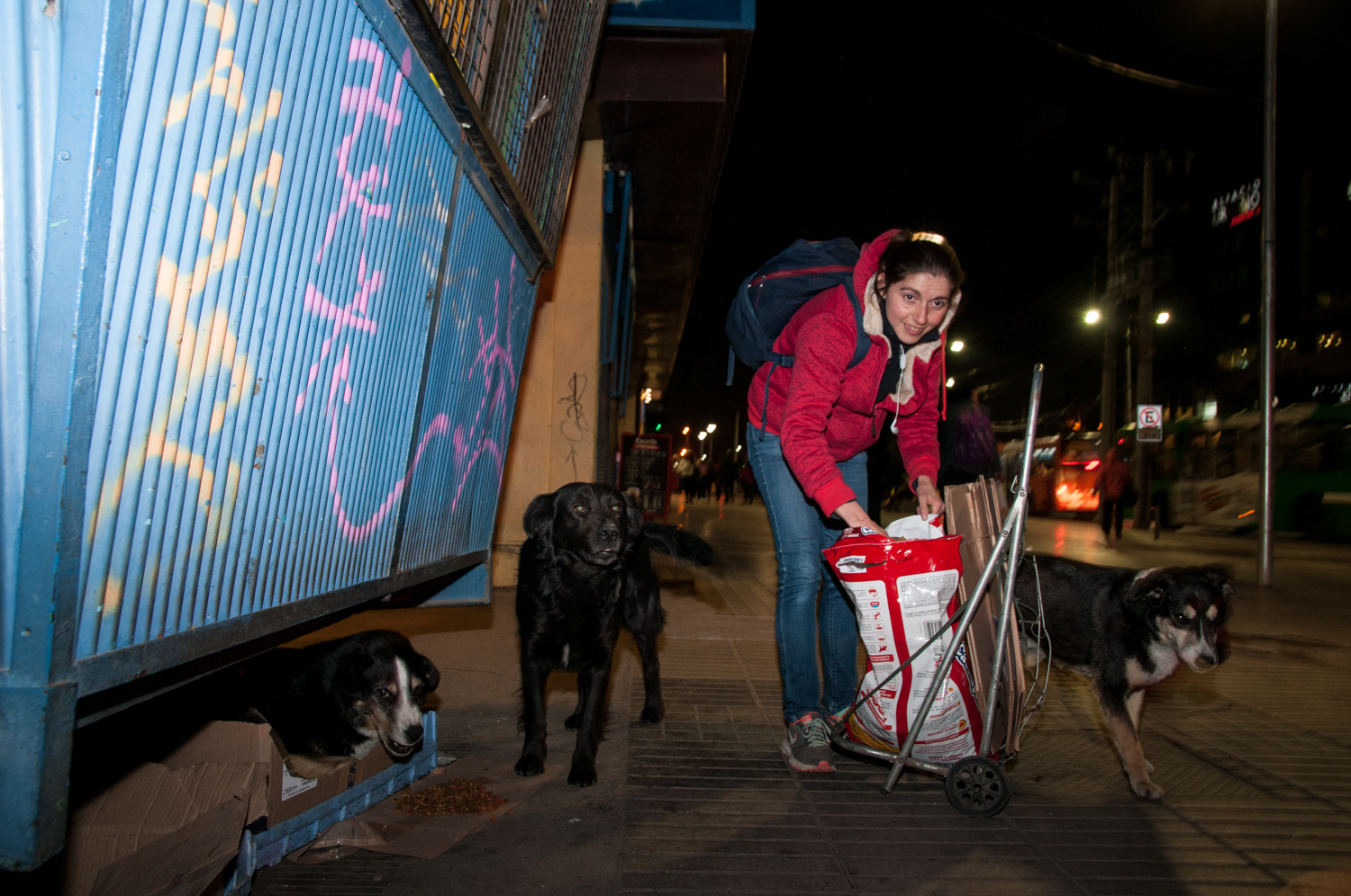 perritosplazademaipu (6)