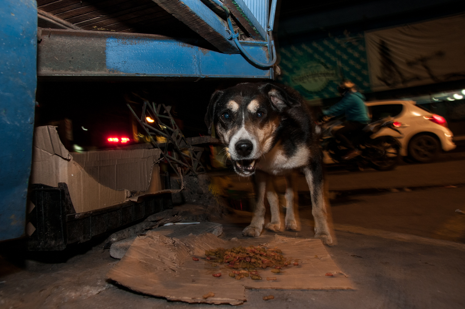 perritosplazademaipu (8)