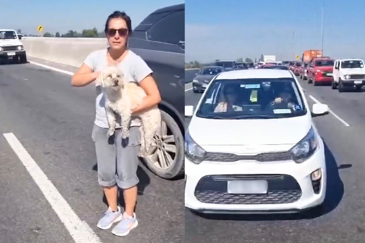 Detienen el tráfico en la Autopista del Sol para rescatar a un perrito ...
